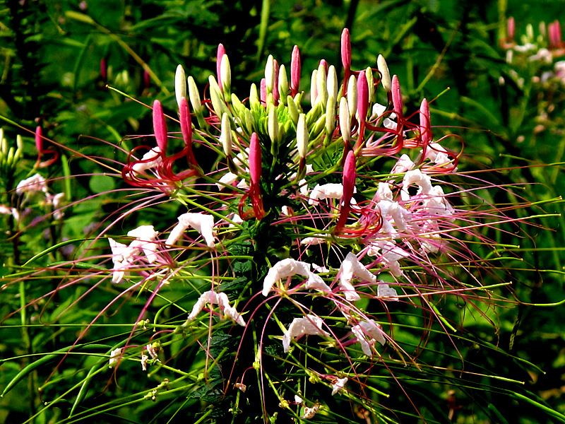 spider flower,spider plant
